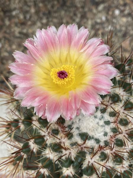 Notocactus roseoluteus